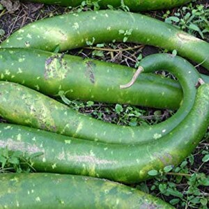 8 Snake Gourd Seeds-1171 image 3