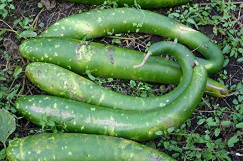 8 Snake Gourd Seeds-1171 image 3