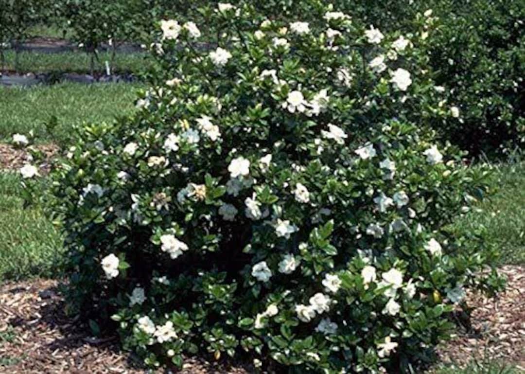5 Jasmine Gardenia Seeds-1152 - Etsy