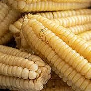 35 Peruvian Giant Corn Seeds-1051