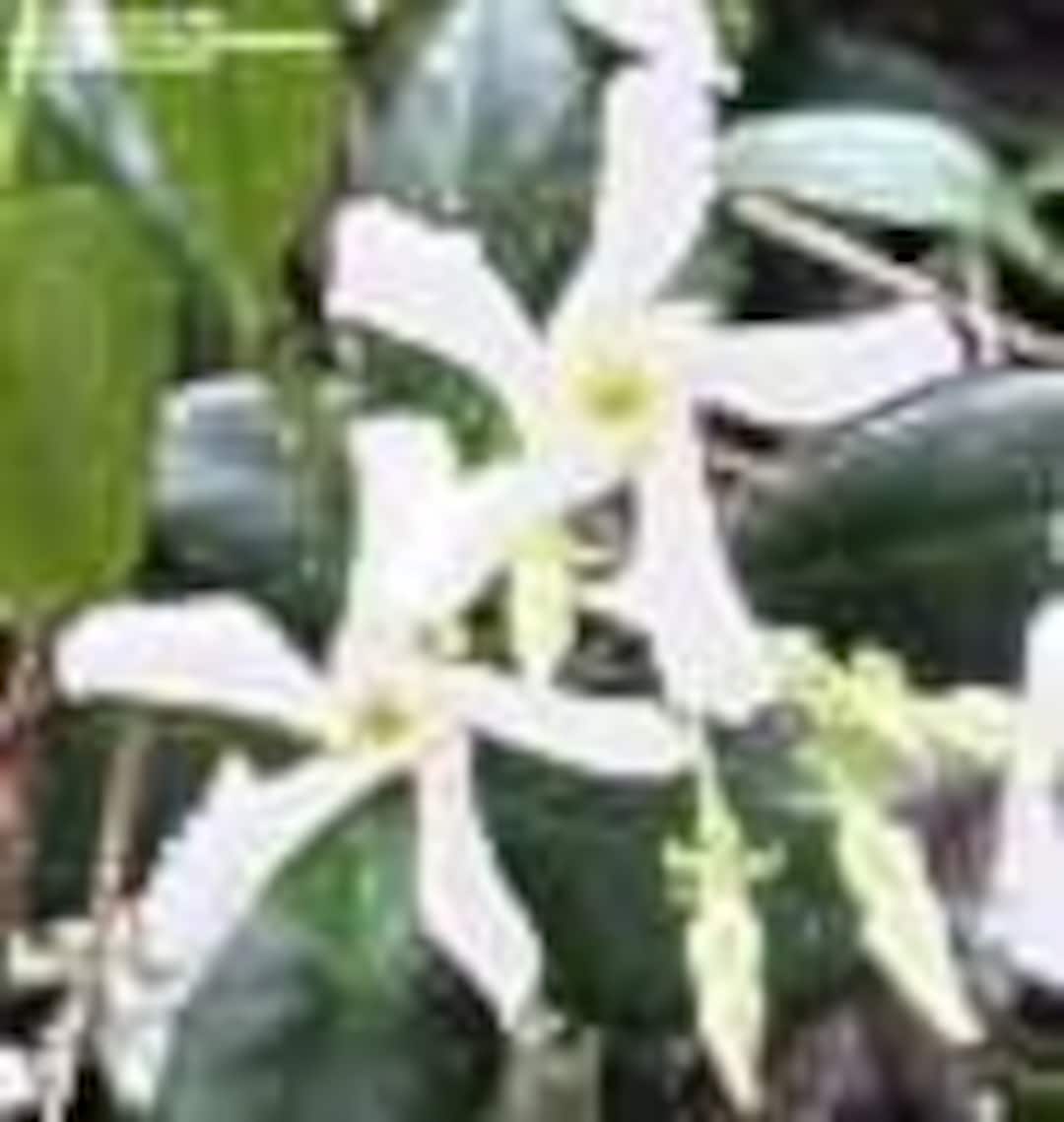 7 Star Jasmine Vine Seeds-1014 - Etsy