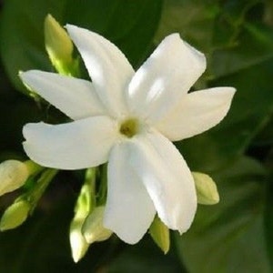 7 Night Jasmine flower Seeds-1043