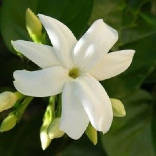 7 Night Jasmine flower Seeds-1043