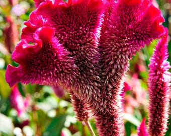 20 -Cockscomb Celosia Waffle ( C. cristata) Seeds-1022