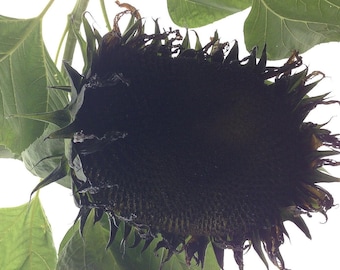 7 Giant Black Sunflower Seeds-1148A