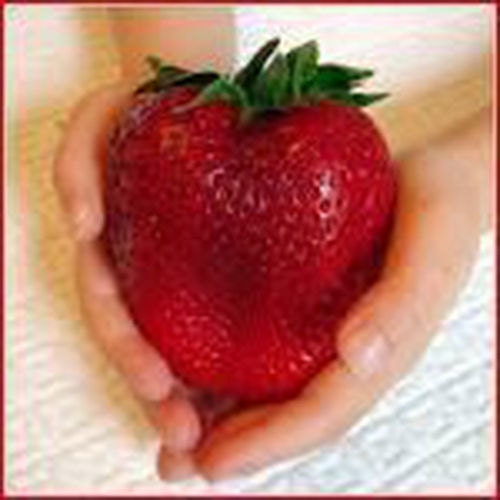 100 Giant Strawberry Seeds1275 Etsy
