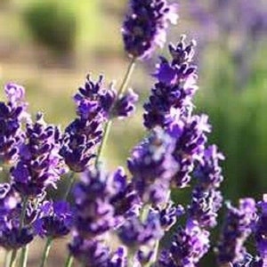 20 Lavender herb Seeds-1040