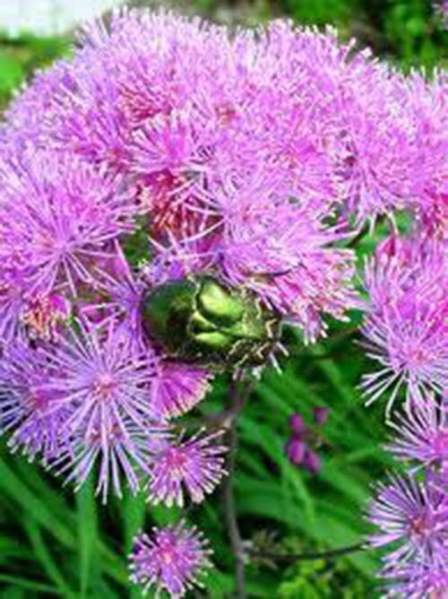7 Powder Puff Plant Seeds1053a Etsy
