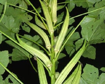 25 Giant Cow horn Okra vegetable Seeds-1054