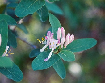 5 Tartarian Honeysuckle vine Seeds-1047