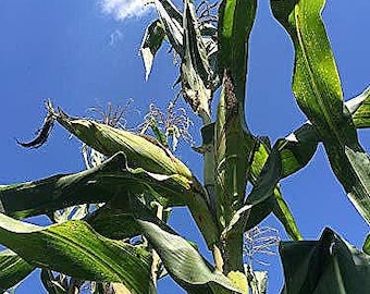 35 Peruvian Giant Yellow Corn Seeds-1136B