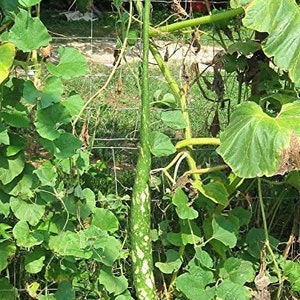 8 Snake Gourd Seeds-1171 image 1