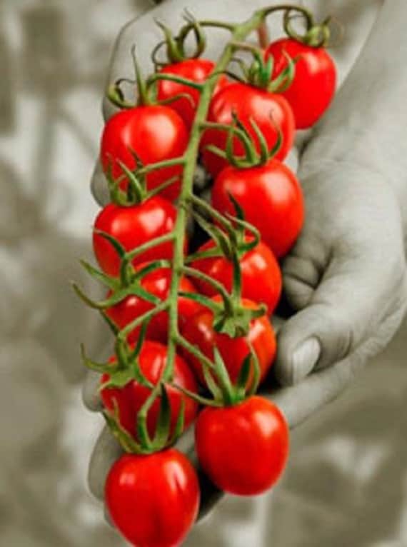 15 Strawberry Tomato Seeds-1097A