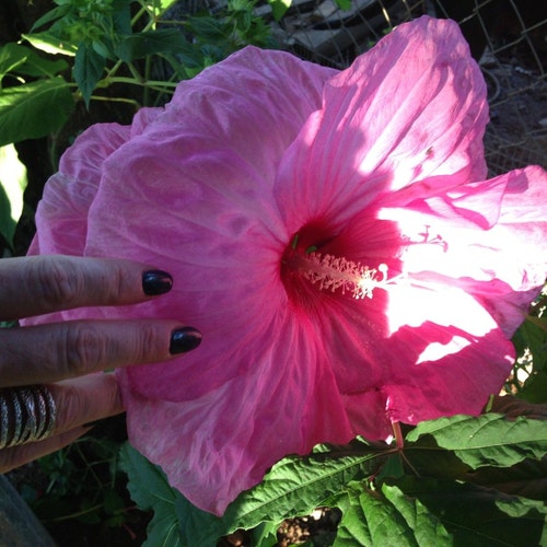 7 Mixed Lot Dinner Plate Hibiscus Flower Seeds1288 Etsy