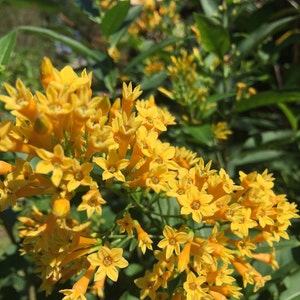 7 Night Blooming yellow jasmine Seeds-1343 image 1