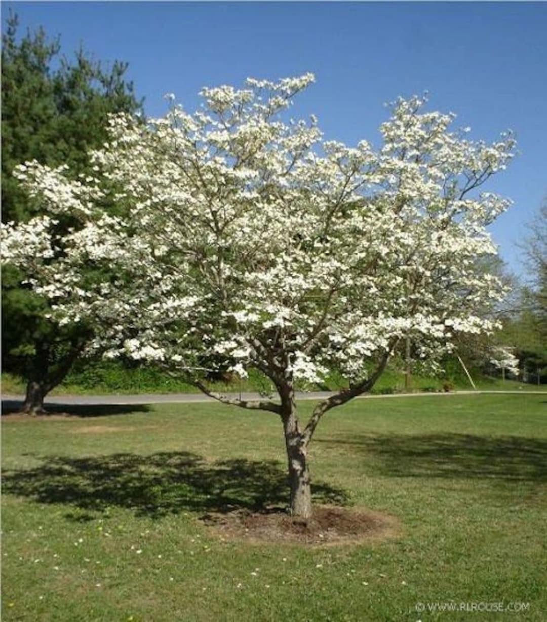 10 White Dogwood Tree Seeds1193 Etsy