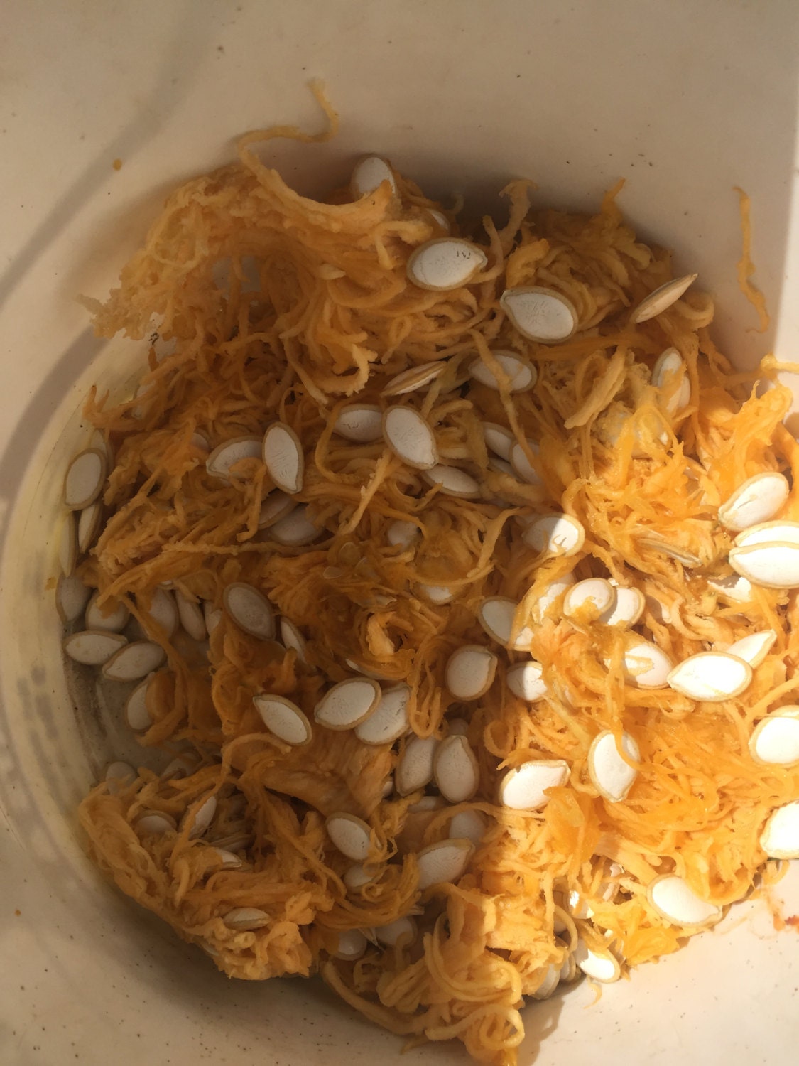 7 Tennessee Giant White Cushaw Squash jonathan Seeds 1338 Etsy