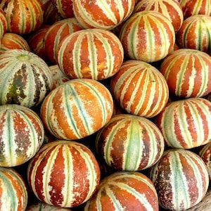 5 Kajari Melon Seeds-1350