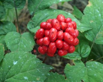 7 AMERICAN GINSENG SEEDS-1072