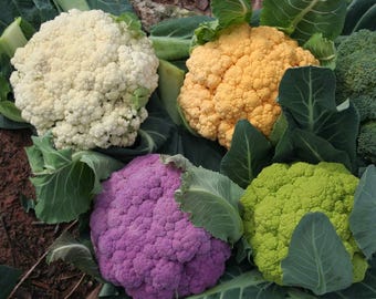 Puede incluir: Cuatro cabezas de coliflor de diferentes colores: blanco, amarillo, morado y verde. Las cabezas de coliflor están dispuestas en círculo sobre un lecho de hojas verdes.