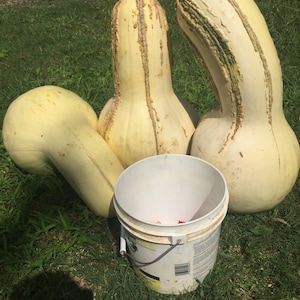 7 Tennessee Giant White Cushaw Squash (Jonathan) vegetable seeds -1338