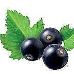 15 Black Currant Seeds-1224