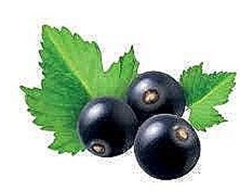 15 Black Currant Seeds-1224