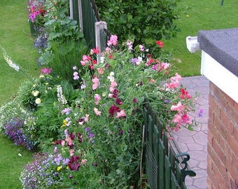 7 Tennessee Sweet Pea flower seeds-1337