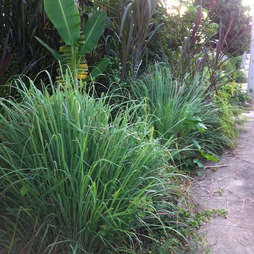 15 Lemongrass herb Seeds-1359