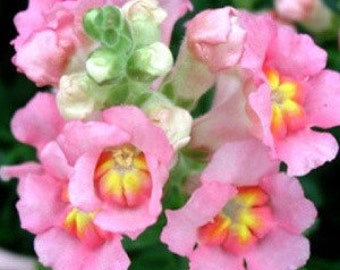 35 Mixed Snapdragon Flower Seeds-1353