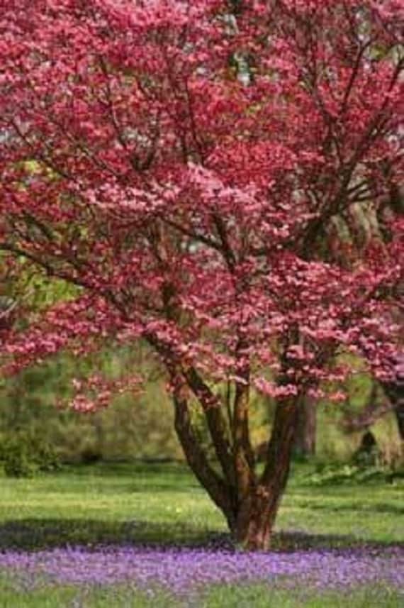 Red outlet dogwood tree