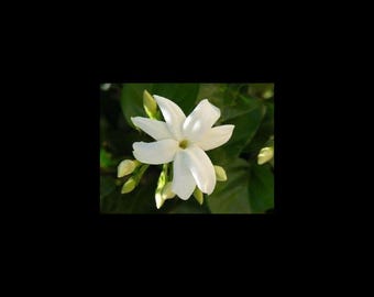 7 Night Jasmine flower Seeds-1043