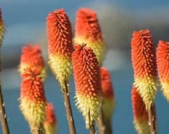 25 Torch Lily Seeds-1041