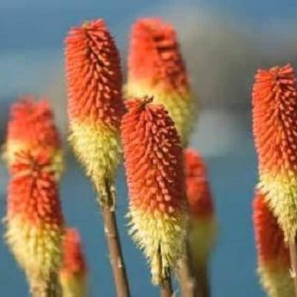 25 Torch Lily Seeds-1041