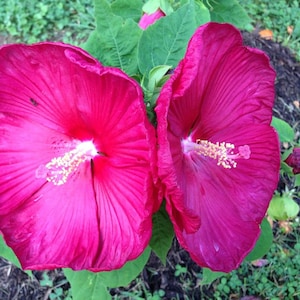 7 Mixed Lot Dinner Plate Hibiscus Flower Seeds-1288