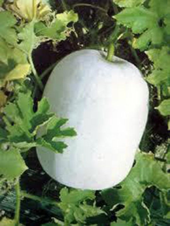 10 Winter White Watermelon Seeds-1163 - Etsy