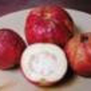 7 Dwarf sweet apple guava seeds-1013