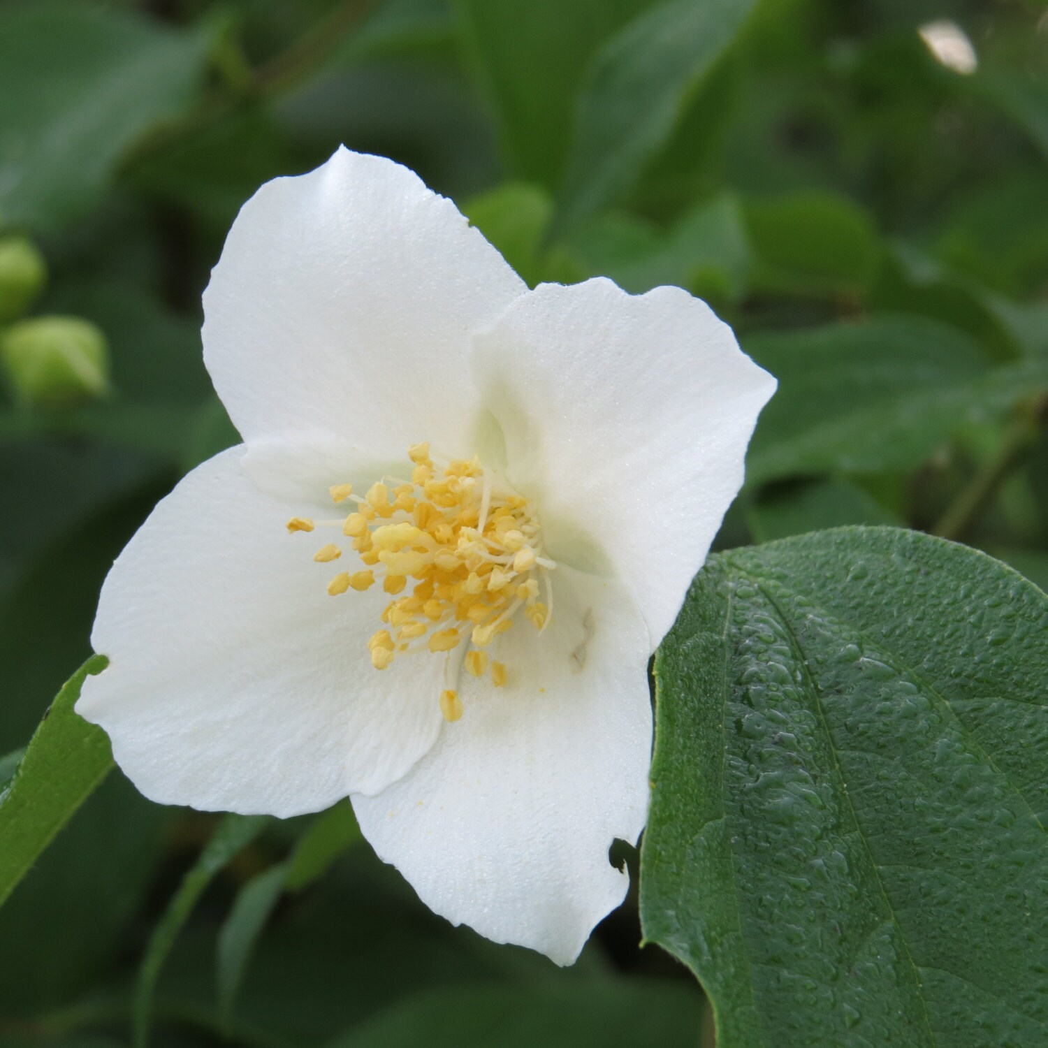 7 Sweet Mock Orange Jasmine Seeds-1333 - Etsy