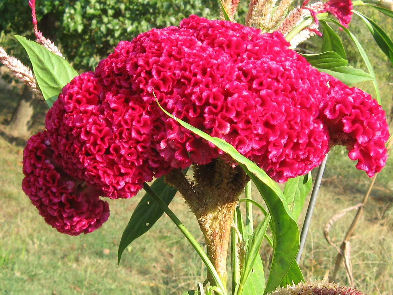 20 Giant Cockscombs Flower Seeds-1024 - Etsy