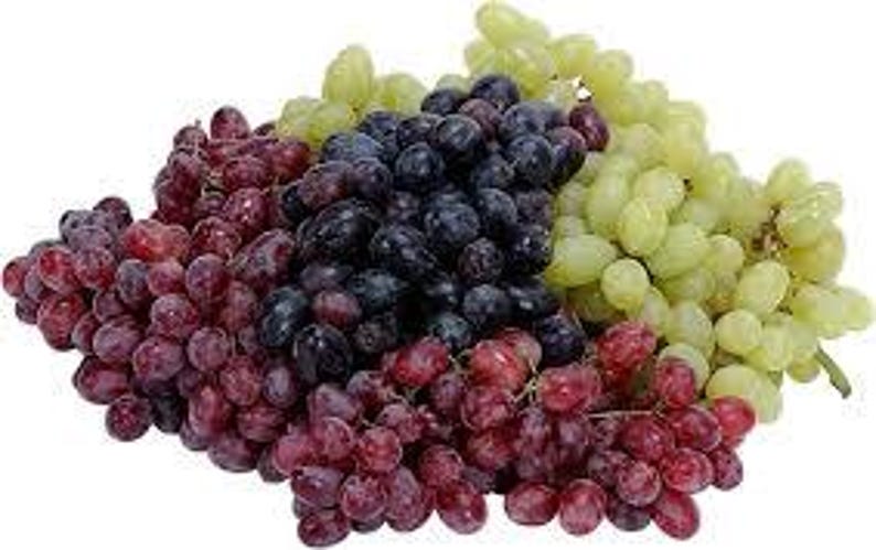 5 Red Scuppernong/Muscadine Grape fruit Seeds-1230 bild 3