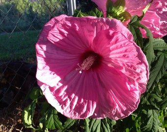 7 Pink HIbiscus Flower Seeds-1284