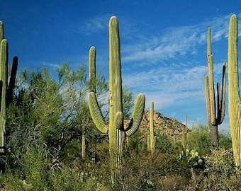 5 Giant Cactus Seeds-1124