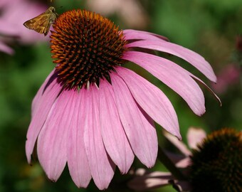 25 Purple Coneflower Seeds-1004