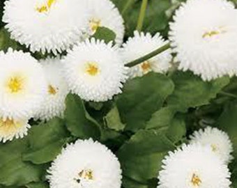 25 Giant White Daisy Seeds-1135A