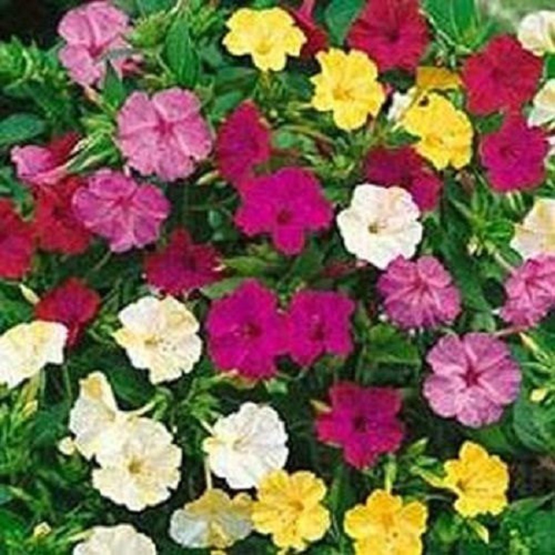 25 Fouroclock Mix Seeds 1095A Etsy
