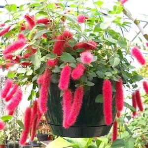 15 Kitten Tail flower Seeds-1186