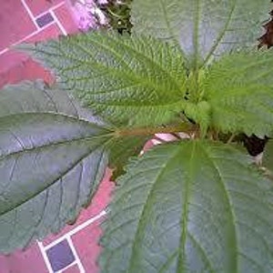 May include: Close-up of a green leafy plant with serrated edges. The plant has a reddish stem and is growing in a pot.