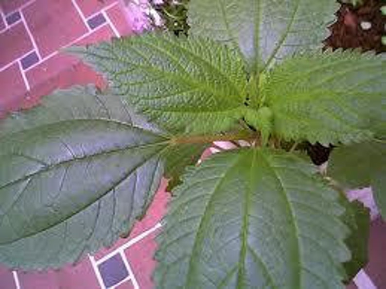May include: Close-up of a green leafy plant with serrated edges. The plant has a reddish stem and is growing in a pot.