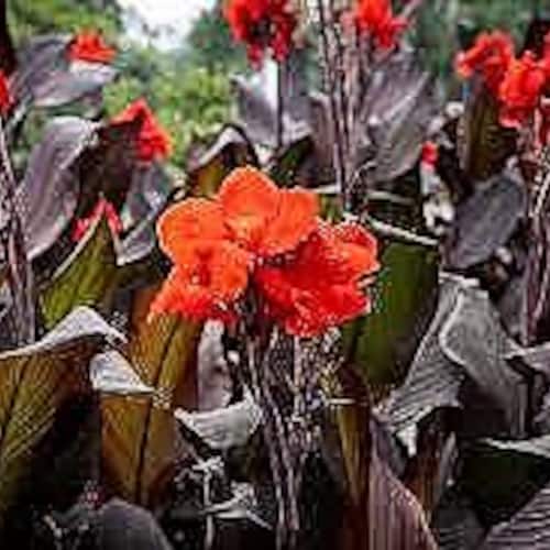 canna出品 5 Giant Tropical Canna Flower Seeds-1061 - Etsy