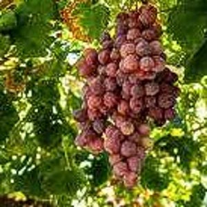 5 Red Concord Grape fruit Seeds-1294 image 2